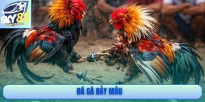 Đá Gà Bảy Màu