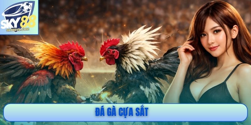 Đá Gà Cựa Sắt - Nhịp Đấu Nhanh, Kết Quả Phân Định Rõ Ràng 1 Đá Gà Cựa Sắt