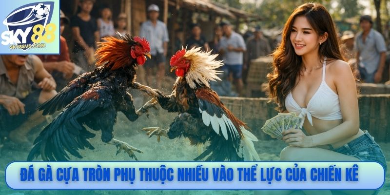 Đá gà cựa tròn phụ thuộc nhiều vào thể lực của chiến kê