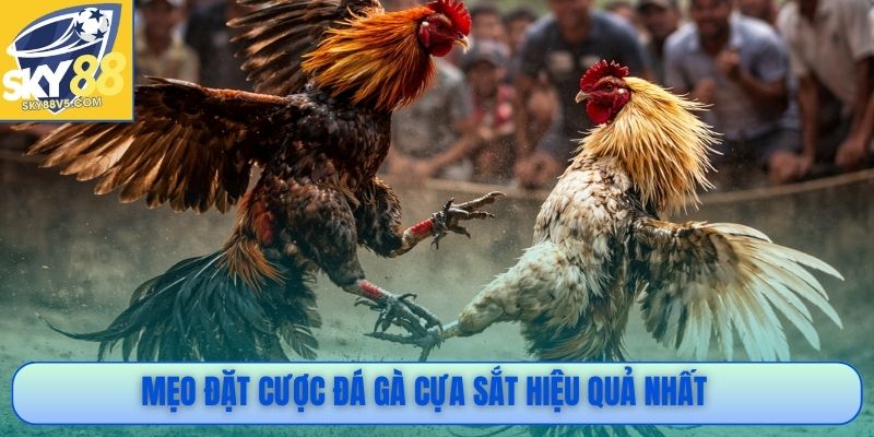 Đá Gà Cựa Sắt - Nhịp Đấu Nhanh, Kết Quả Phân Định Rõ Ràng 4 Mẹo đặt cược đá gà cựa sắt hiệu quả nhất